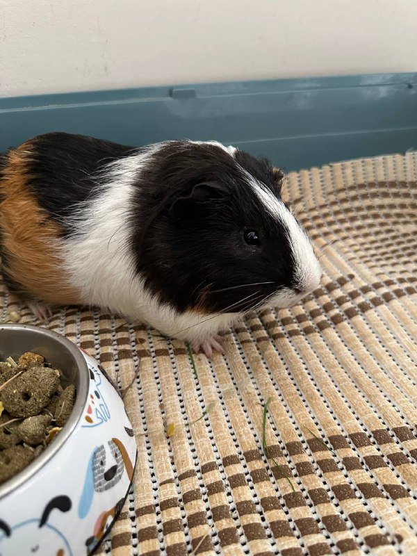 Морская свинка Пуфи с клеткой и аксессуарами 3