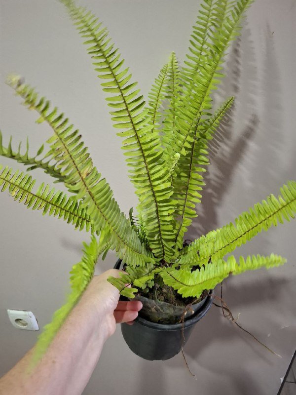 Комнатные растения разные виды 10