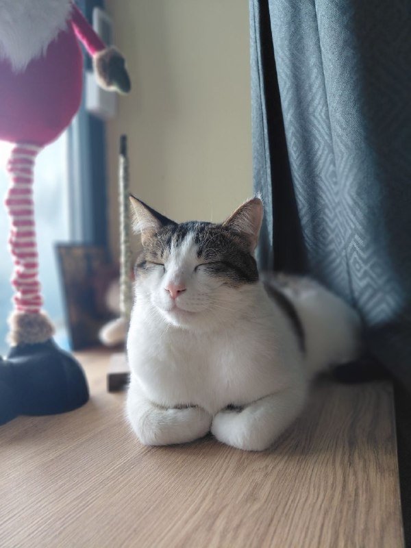 Кот