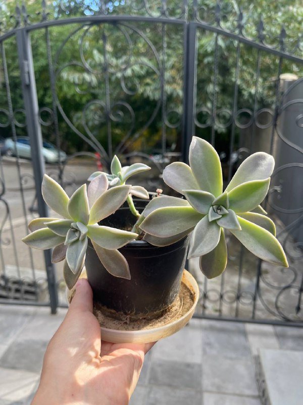 Пятнистолепестник парагвайский суккулентное растение 2