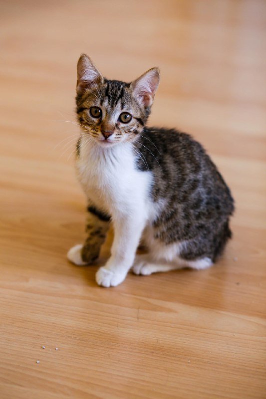 Котята Нюра и Шишка ищут семью