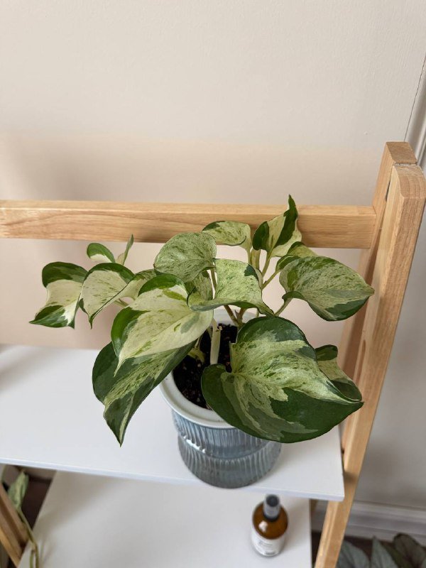 Комнатные растения Калатея, Эпипремнум, Сингониум 3