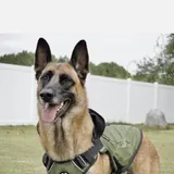 Dog jacket, harness 10