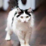 Кошка 2