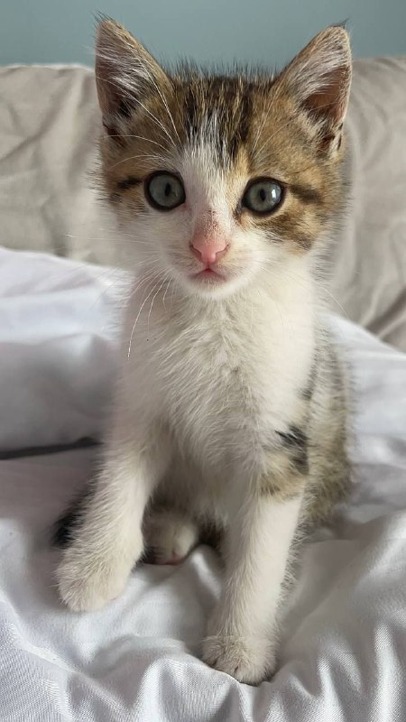 Котенок ищет дом с лотком и мисочками