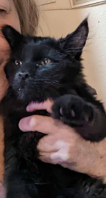 Котята мейнкуны 3 месяца привитые воспитанные 5