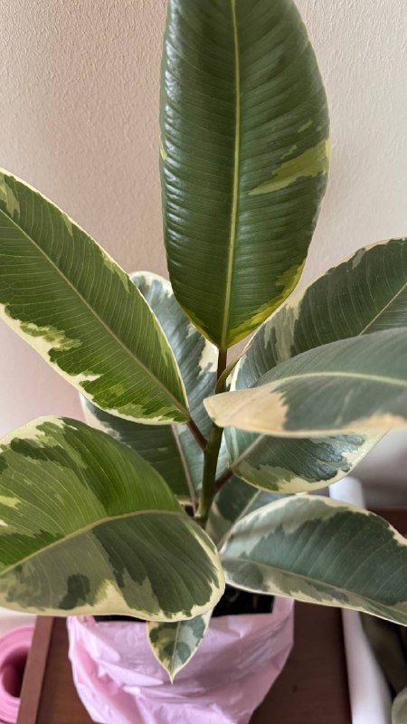 Фикус эластика 3