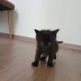 Котята, кошка-мама 4