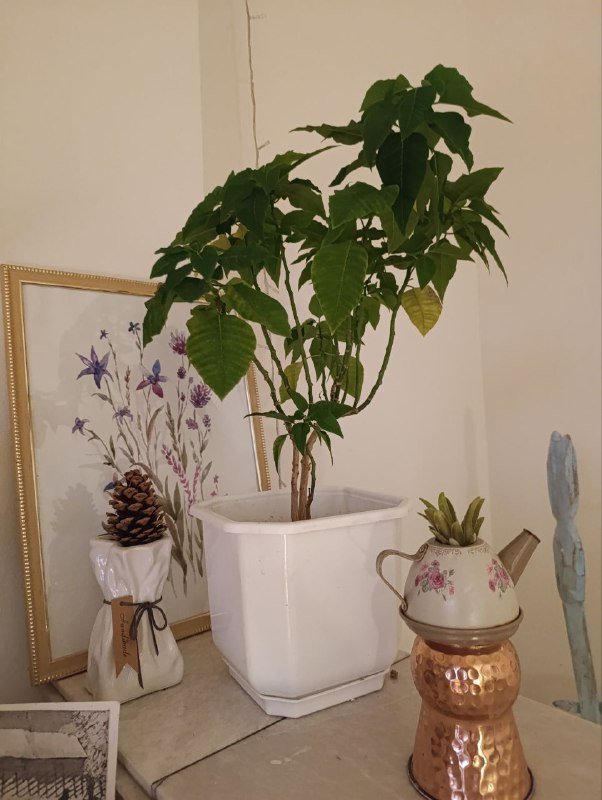 зеркало, мангал, фикусы 3