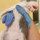 Котята 4