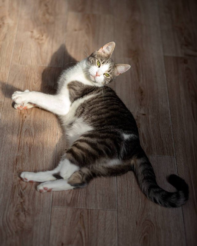 Кошка Гаечка для доброго дома 2