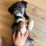 Щенок Джин 2