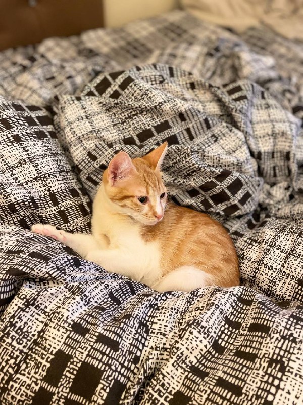 Рыженький котёнок девочка Пенни