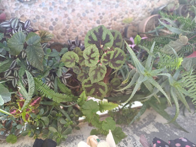 комнатные цветы 4