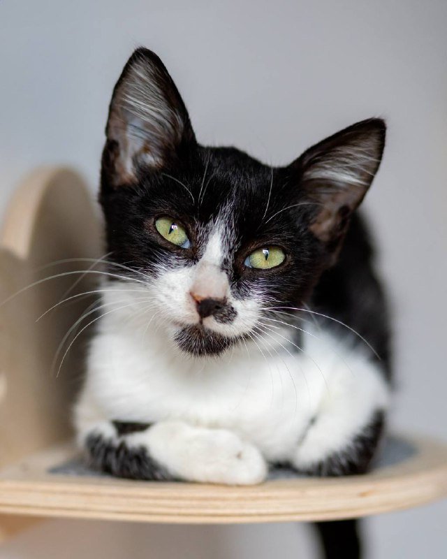 Котёнок Оскар ищет дом