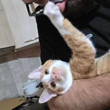 Котята 2