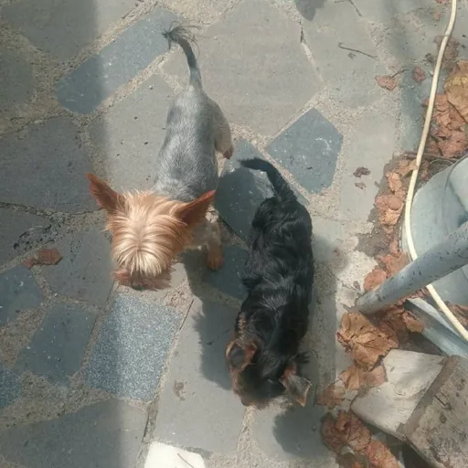 Purebred Yorkshire Terrier, 2 months old