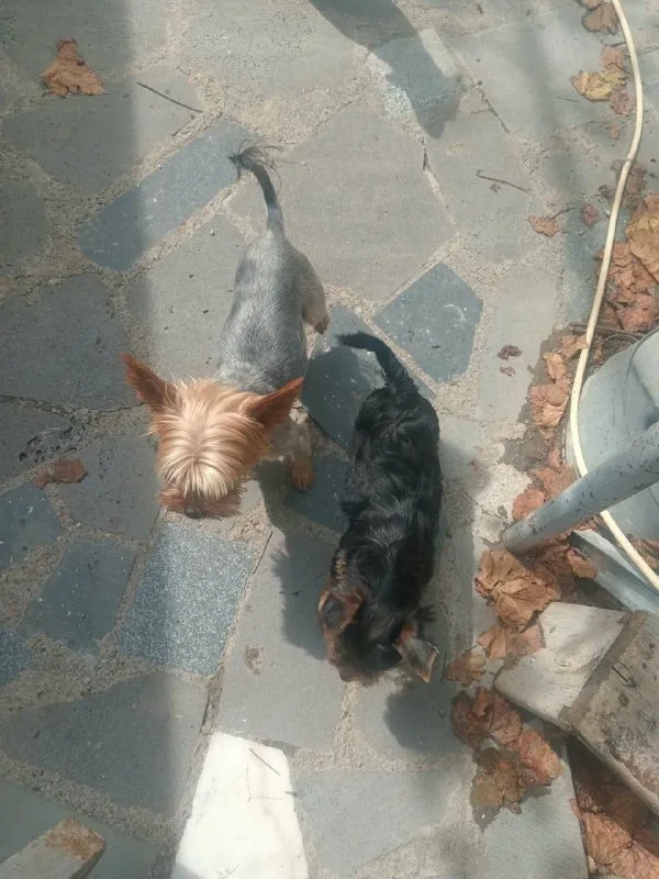 Purebred Yorkshire Terrier, 2 months old 1
