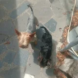 Purebred Yorkshire Terrier, 2 months old 1