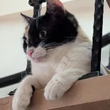 Кошки Янья и Бяка ищут дом 3