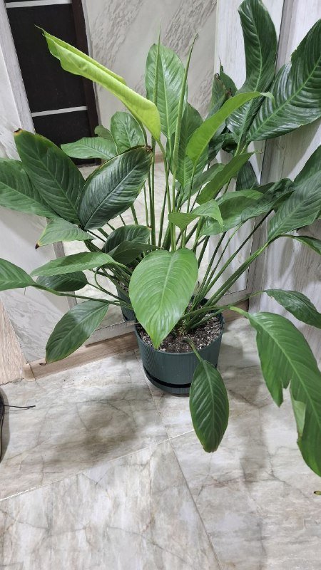 Цветок Женское счастие