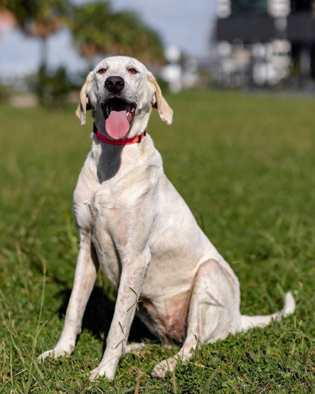 Метис поинтера Гретта 1 год, стерилизована и вакцинирована