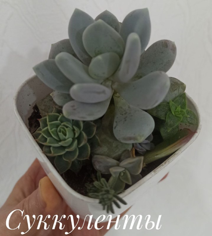 Декабрист, Красула Голлум, Суккуленты, Денежное дерево 4