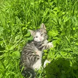 Котята, кошка 3