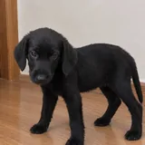 Щенок Милли ищет постоянную семью 3