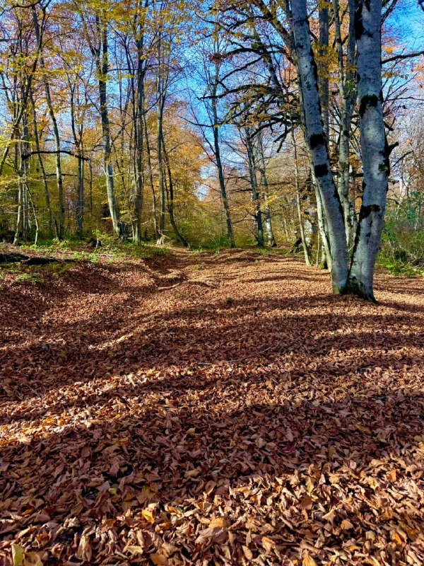 Поездки с гидом грибником в осенний лес Тбилиси
