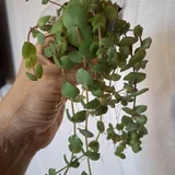 Суккуленты 2