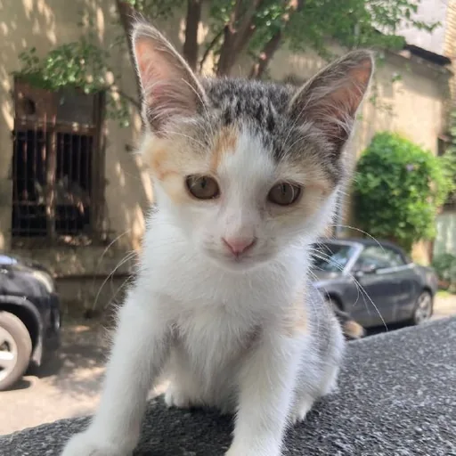 Котенок Наташка