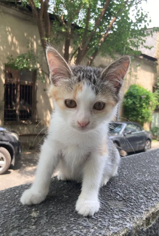 Котенок Наташка 1