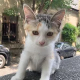 Котенок Наташка 1