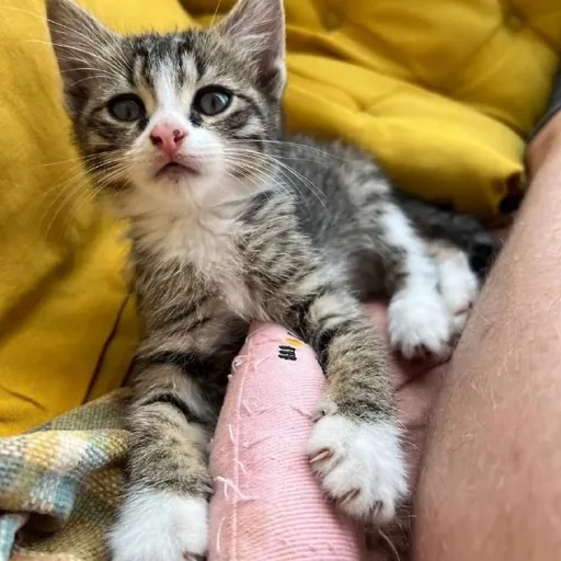 Котёнок Вафля