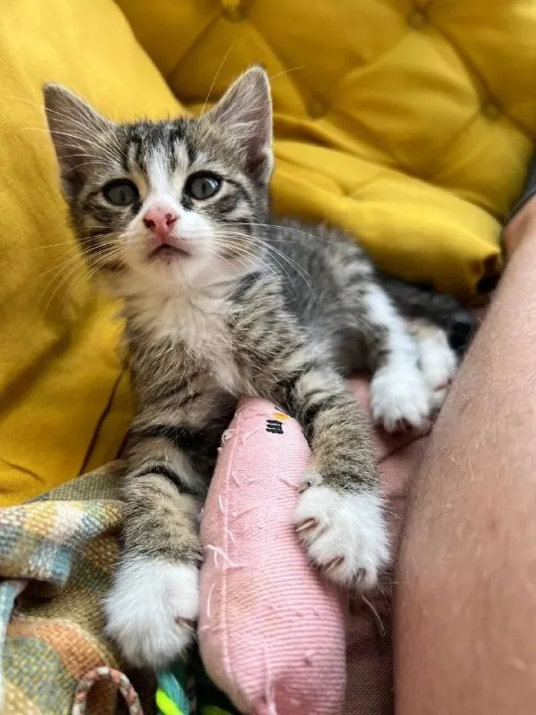 Котёнок Вафля 1