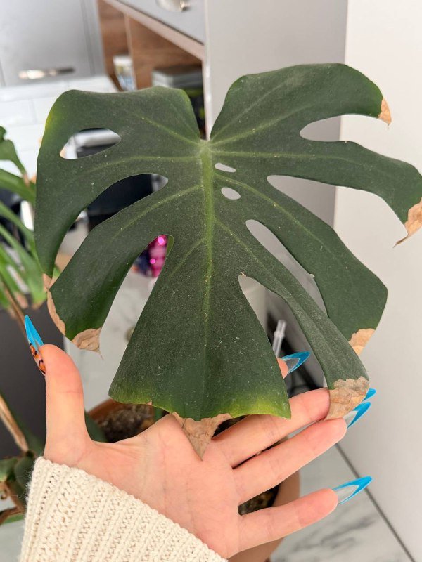 Монстера, компьютерный стул, стол, монитор 7