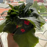 Каланхое, каланхое ворсистое 2