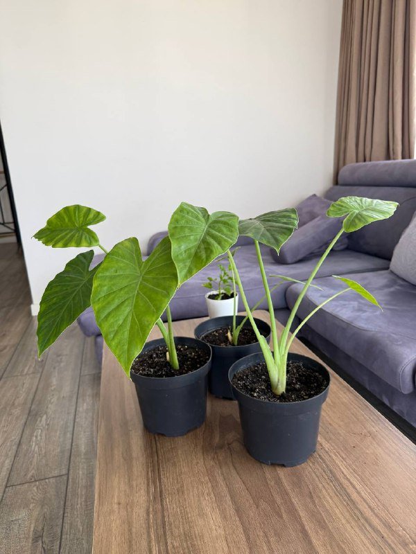 Алоказия крупнолистная, Папоротник, Эпипремниум