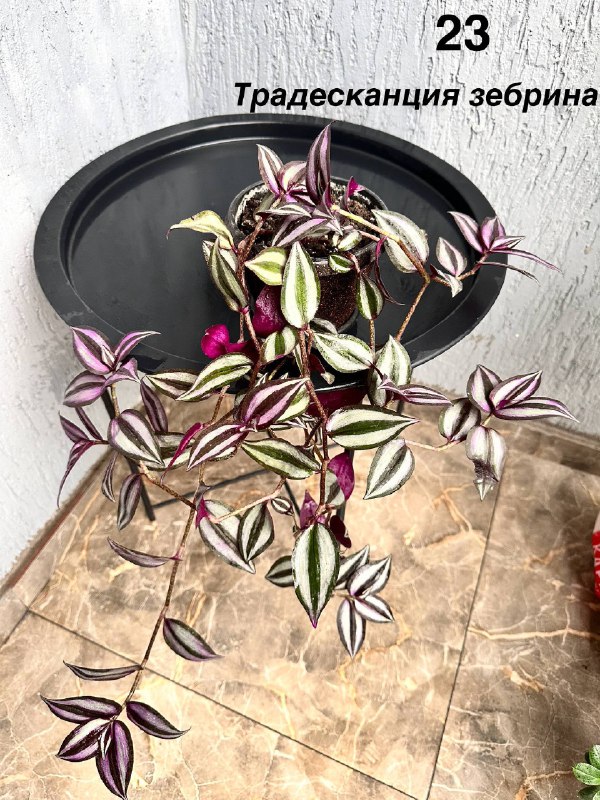 Комнатные растения: традесканция, мини-хризантемы, авокадо, Phalaenopsis mini 4