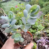 Суккуленты 5
