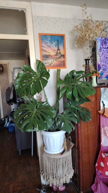 Большая монстера