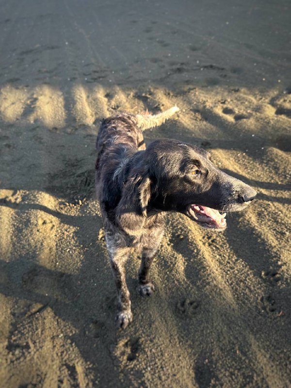 Щенок сеттера, 1 год, ищет дом 4