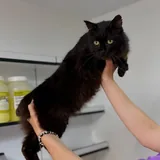 Кот Граф 5