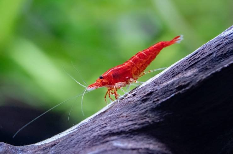 Неоны, Данио голубой, сомики-коридорасы, креветки 6