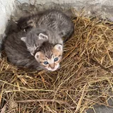 Котенок Эдвард Каллен 7
