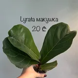 Фікуси, монстера, пеперомії, бегонія, антуріум, філодендрон, алоказія, хойя 9