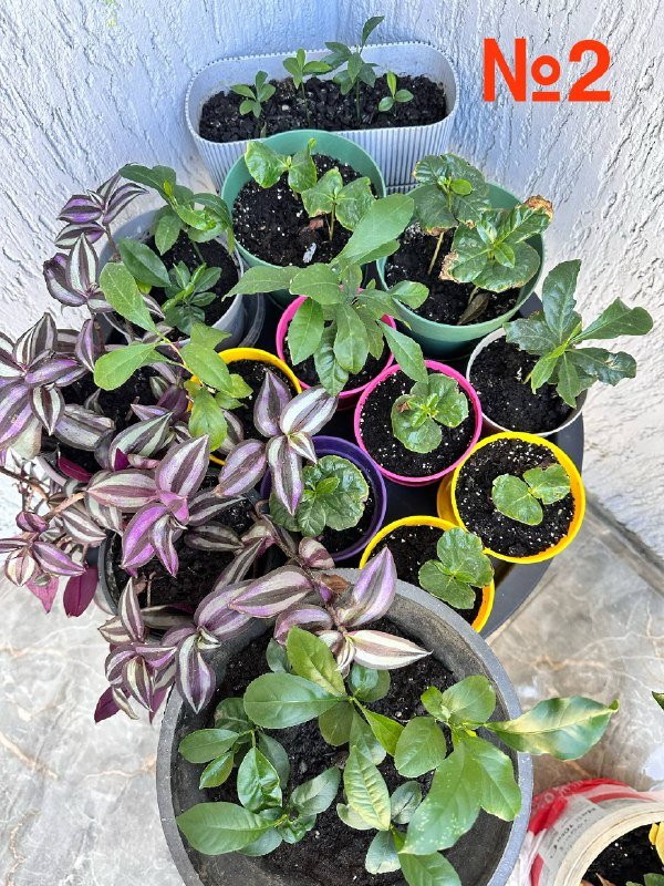 Комнатные растения: традесканция зебрина, кофе арабика, цитрусы, кумкват, авокадо, цикламены, пуансеттия, азалия, мини-хризантемы, мушмула 2