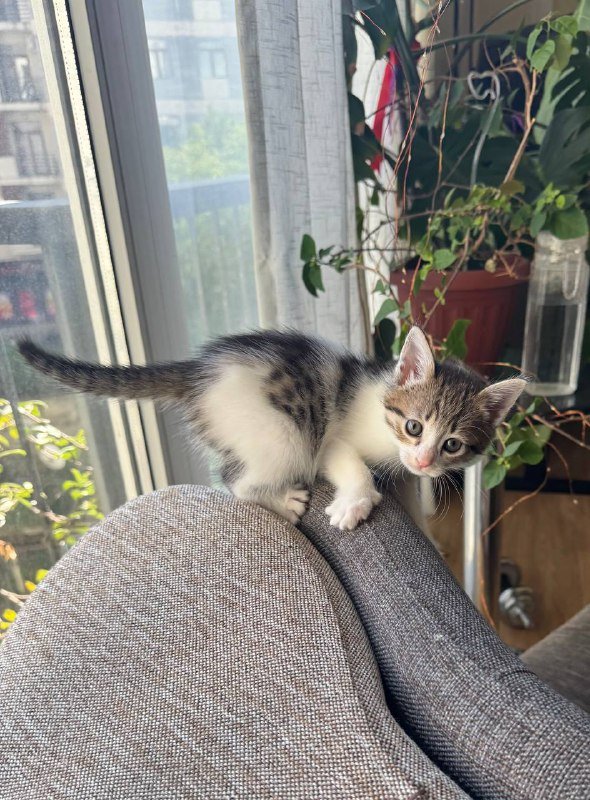 Котята мальчик и девочка 2