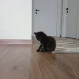 Котята, кошка-мама 3